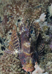 Lion fish on KBR pier leg. Lembeh straits.D200, 60mm. by Derek Haslam 